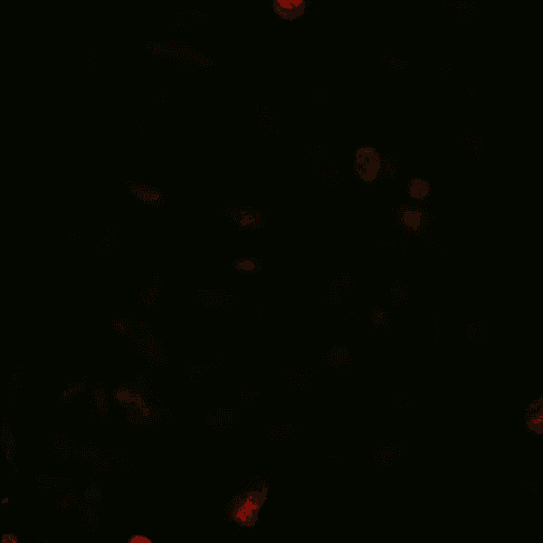 Cellectar Biosciences, Inc. logo